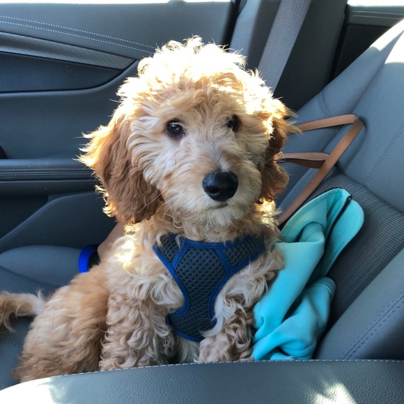 Meet your Posher, Hayley - Picture 7 of 12